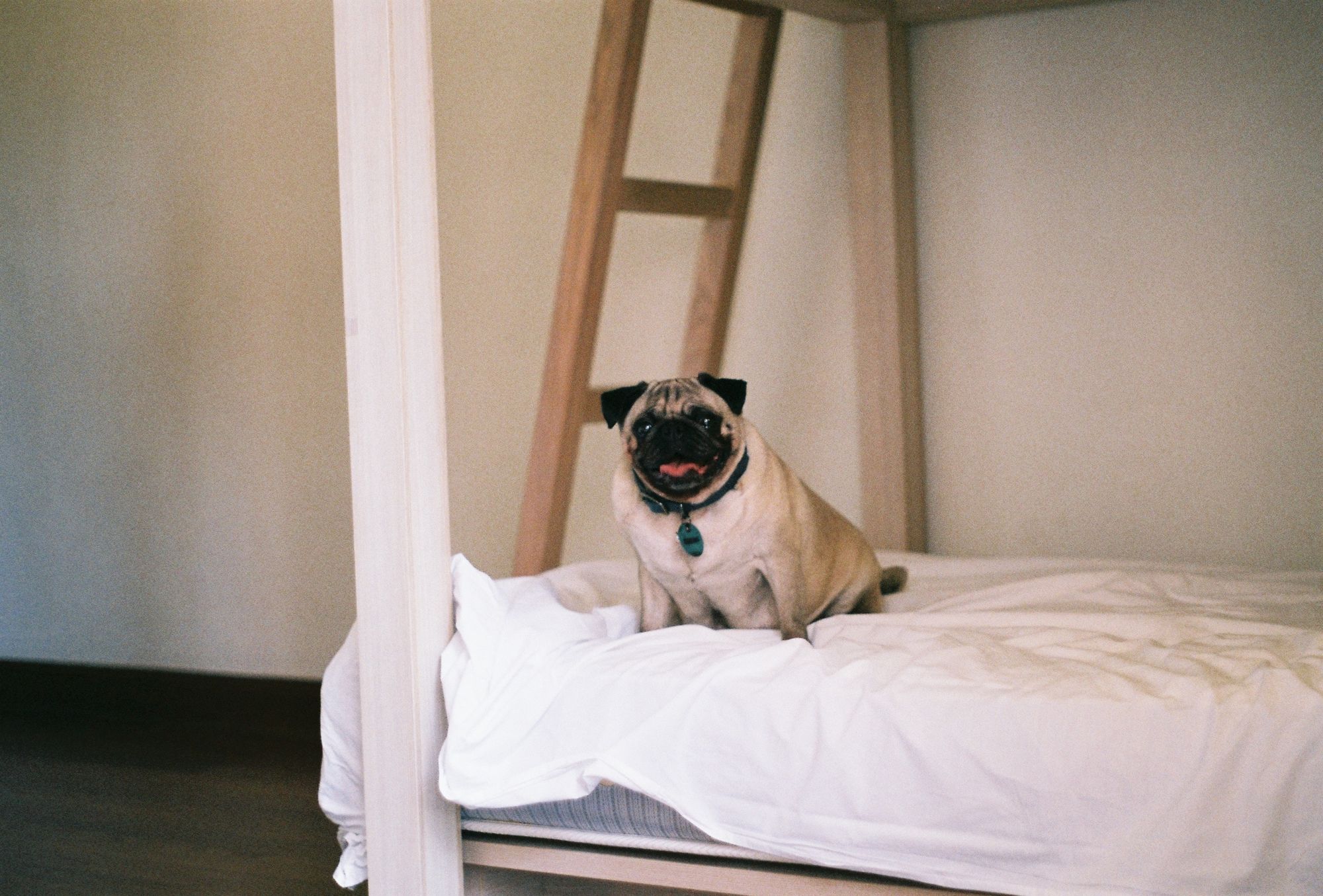 How to filter Airbnb for pet friendly